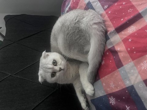 Kedim 1 buçuk yaşında british shorthair acil