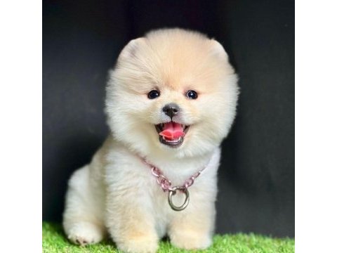 Safkan pomeranian boo bebekler