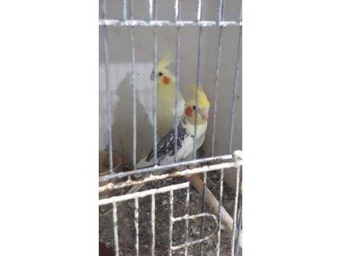 Sultan papağanları 1,5 yaşında