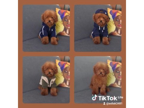 Toy poodle erkek yavru kedimiz
