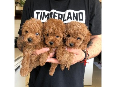 Efsane poodle yavrular