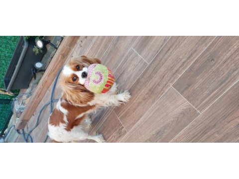 Cavalier king charles kızımız 3 yaşında