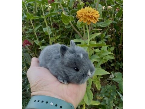 Netherland dwarf hollanda blue cüce tavşanlar