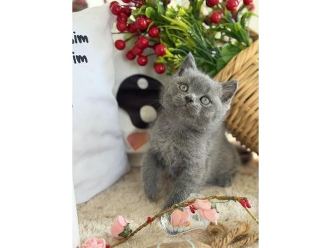 British shorthair iki aylık