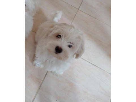 Maltipoo bebişim çiş eğitimli uygun