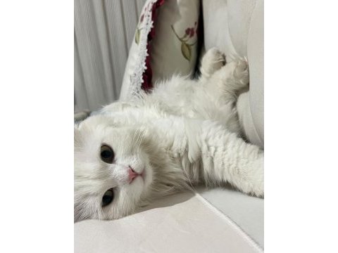1 yaşında evde bebek gibi bakılmış kedimiz