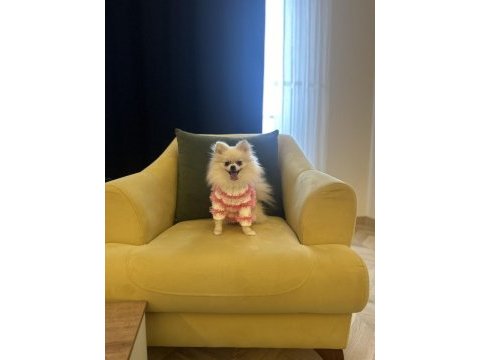 Güzel pomeranian kızım