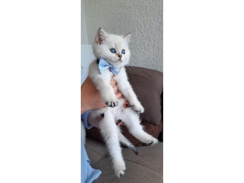 Erkek yavru