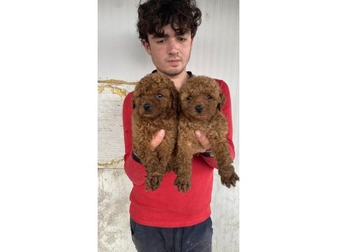 Koyu renk toy poodle yavrular