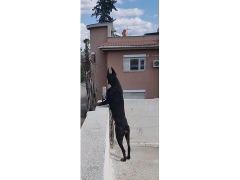 Safkan iri yapılı doberman
