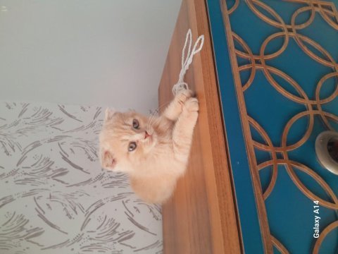 Çok tatlı ve farklı scottish fold