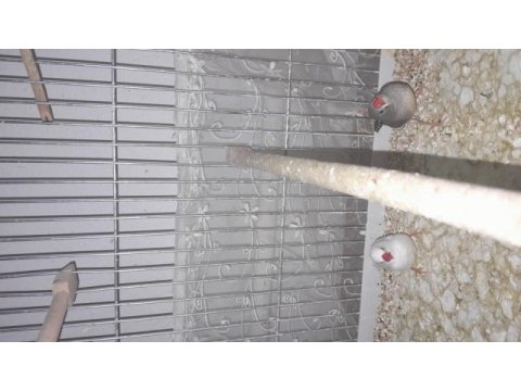 5 adet 3 erkek ve 2 dişi ispinoz