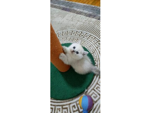 Pamuk yakışıklı british shorthair bebeklerimiz