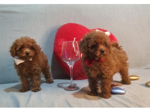 Oyuncak değil gerçek poodle köpekler