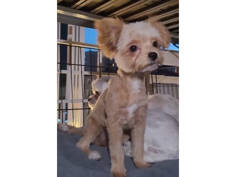 Maltepoo teacup dişi yavrumuz 5 aylık yuva arıyoruz