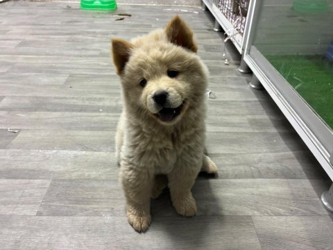 Irk ve sağlık garantili chow chow