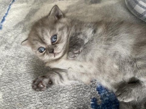 20 mart doğumlu scottish fold dişi erkek yavru