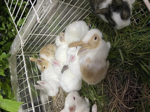 Pırıl pırıl 20 günlük bebek tavşanlar
