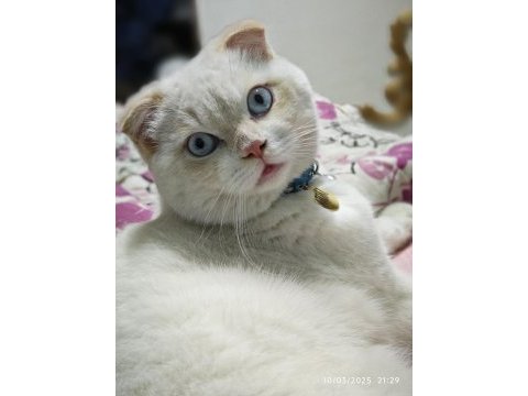 Scottish fold kedimiz