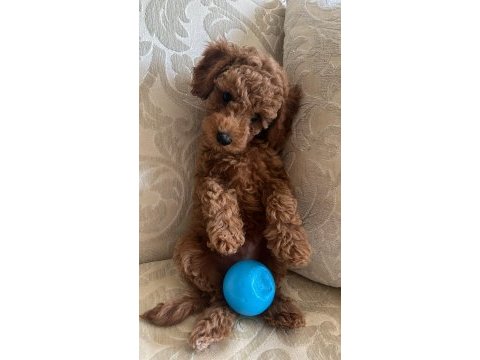 Toy poodle 2 aylık