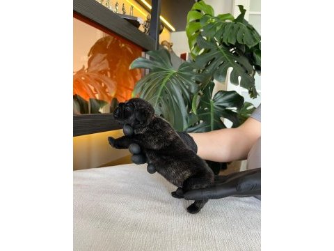 Rengarenk french bulldog yavrularım rezerveye açık