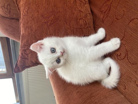 Kendi kedimin british shorthair yavrularımız