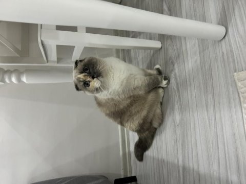Scottish fold güzel kızım