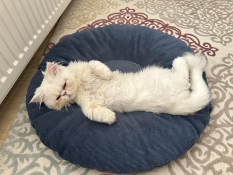 1 buçuk yaşında persian cins