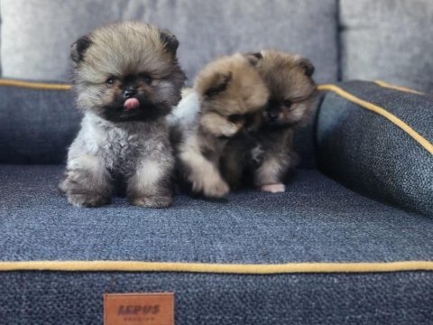 Saf kan tea cup pomeranian yavrularım