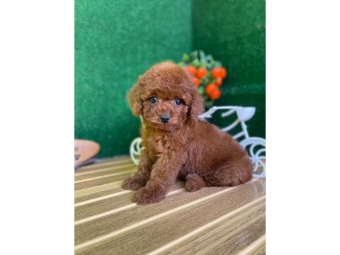 Toy poodle bebekler referans yavru köpeğimiz