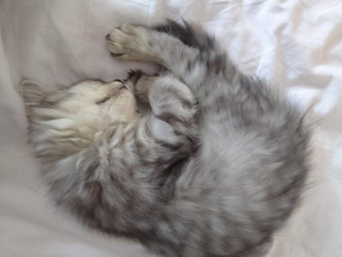 British longhair dişi aşıları herşeyi tam