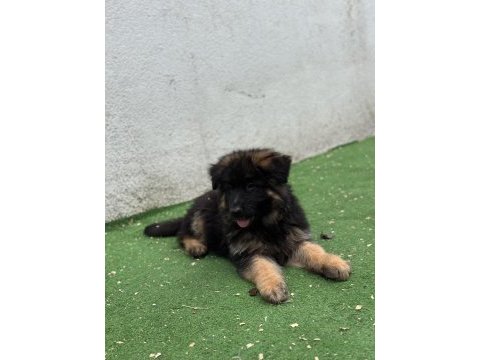 Şecereli anatomi harikası alman kurdu yavrular