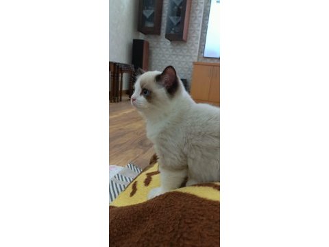 Show kalite erkek ragdoll yavrumuz yeni ailesini arıyor