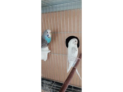 Takım (çift/eş) muhabbet kuşu kafes dahil değil