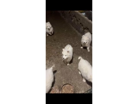 Samoyed yavrularımız sağlık ve ırk garantilidir