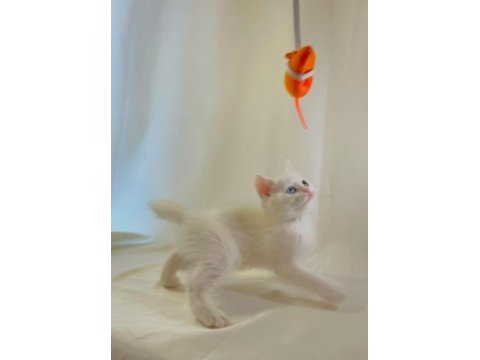Farklı gözlere sahip beyaz british shorthair