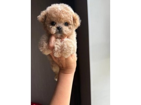 En özel kore maltipoo yavruları