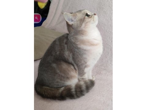 Safkan british shorthair