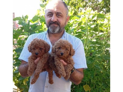 Toy ve mini boy poodle yavrularımız renk renk