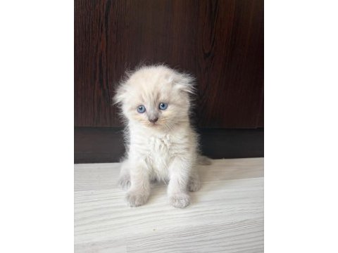 Scottish fold yavru kedimiz
