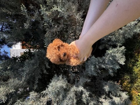 Tuvalet eğitimli evde büyüyen poodle yavrular