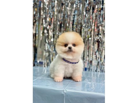 Sevimli pomeranian boo yavrularımız