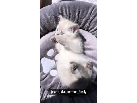 Scottish fold british blue point siyam