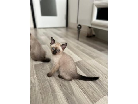 Saf ırk siyam kedisi yavrularımız