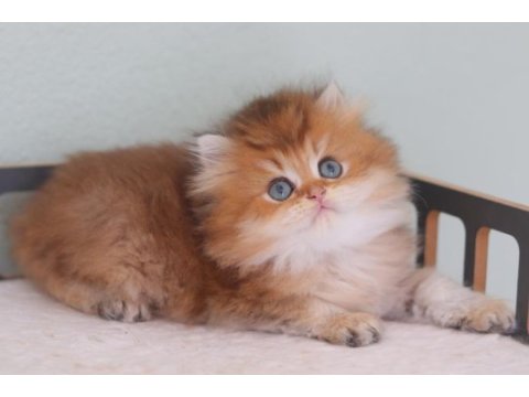 Safkan british longhair erkek