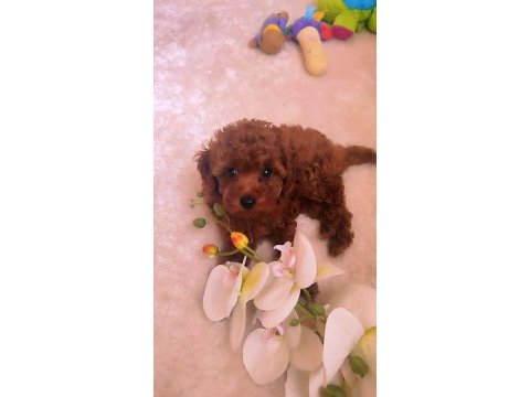 Secereli red brown kore poodle yavruları