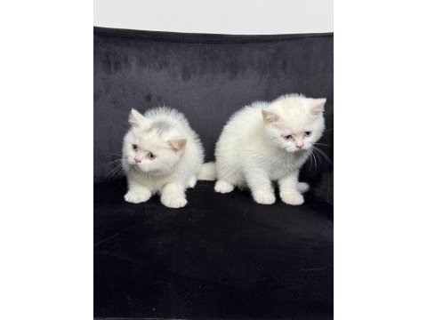 Ayı surat british shorthair yavrular