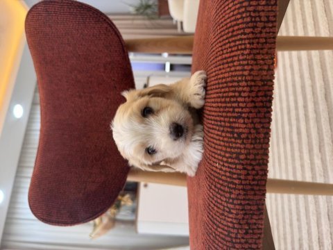 Maltipoo bebeğim