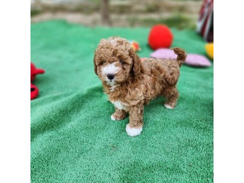  sevimli maltipoo  yavrularımız 