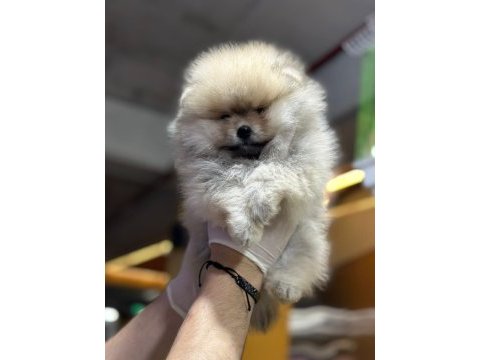 Pomeranıan boo dünyası